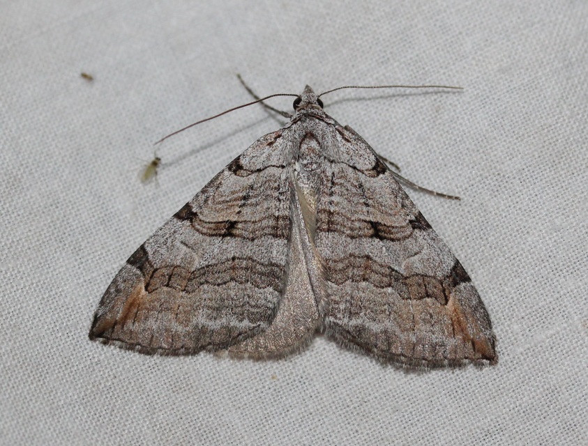 Aplocera efformata/plagiata