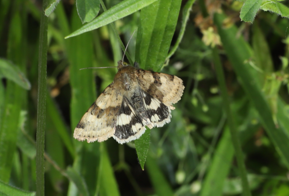 Heliothis viriplaca - mácsonyabagoly