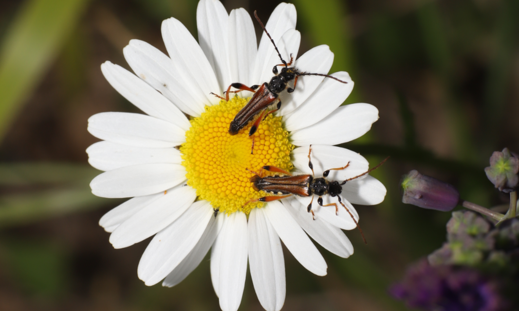 Stenopterus rufus - tarkacsápú keskenyfedőscincér