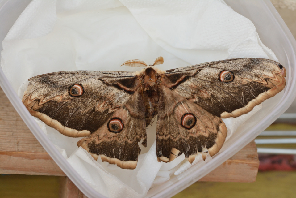 Saturnia pyri - nagy pávaszem