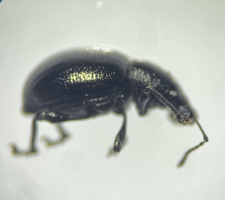 Otiorhynchus lirus - fényes gyalogormányos