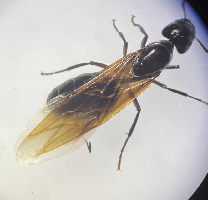 Camponotus ligniperda - faodvasító lóhangya