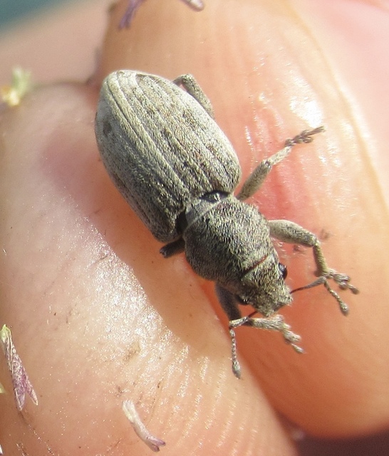 Tanymecus dilaticollis - kukorica-hegyesfarúbarkó