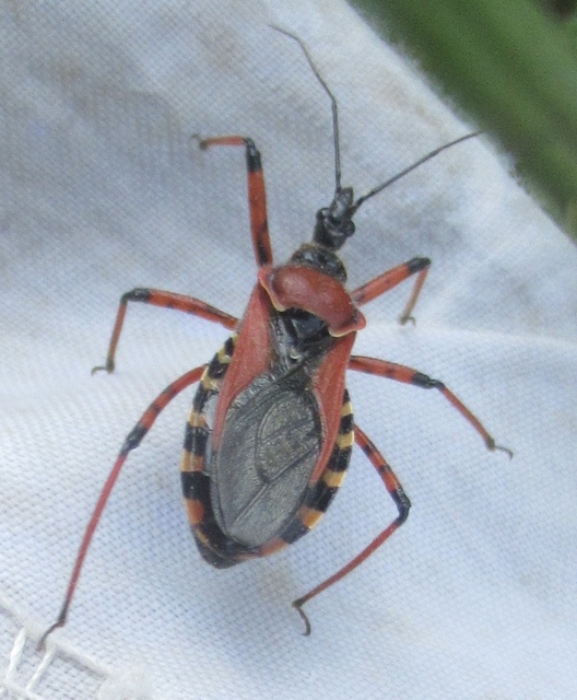 Rhynocoris iracundus - közönséges gyilkospoloska