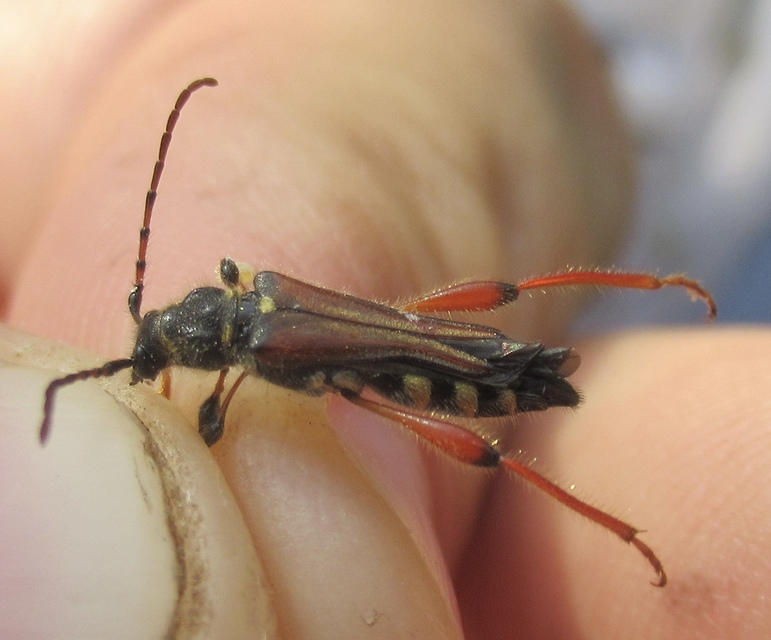 Stenopterus rufus - tarkacsápú keskenyfedőscincér