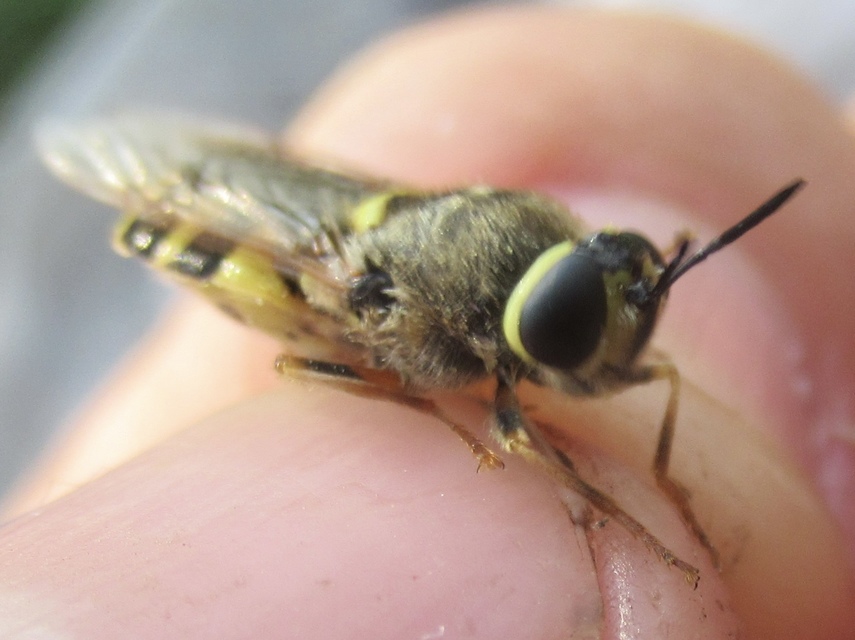 Stratiomys cenisia - szélesfoltú katonalégy