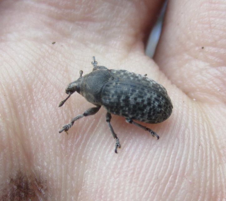 Larinus obtusus - imola-púderbarkó