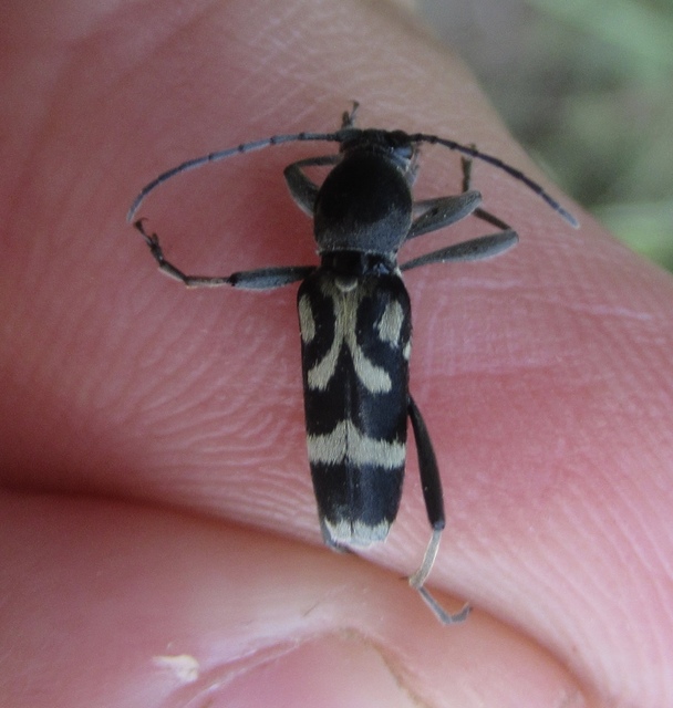 Chlorophorus figuratus - rajzos darázscincér