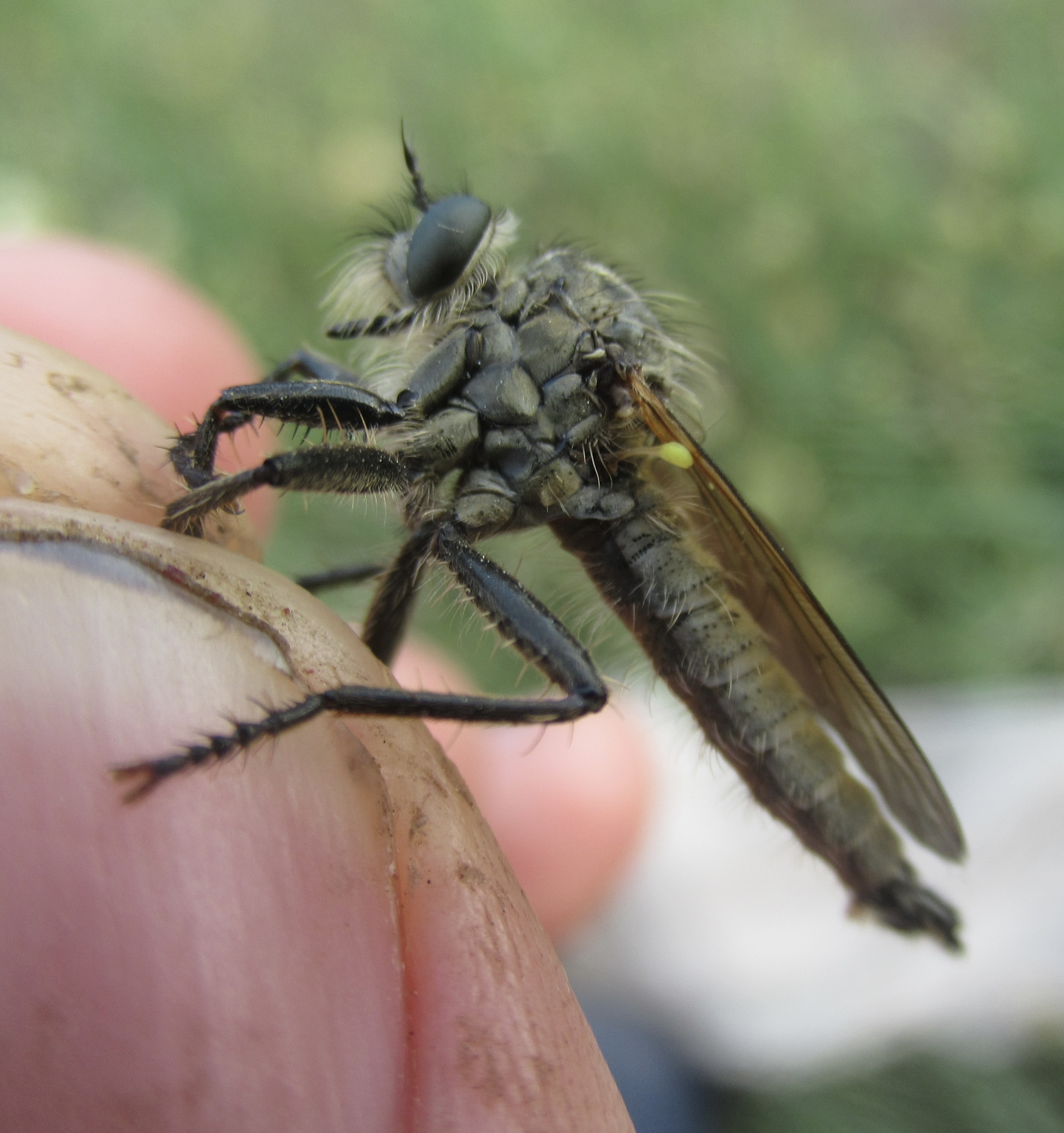 Dysmachus fuscipennis