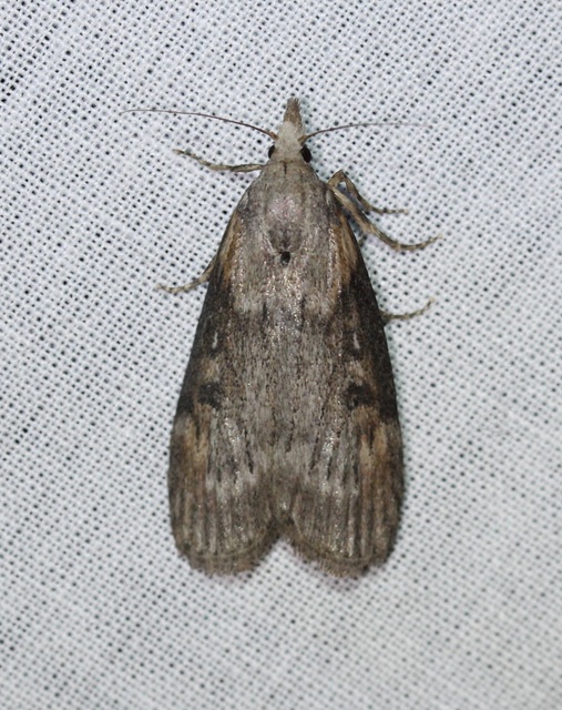 Lamoria