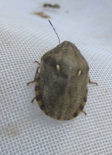 Eurygaster Eurygaster