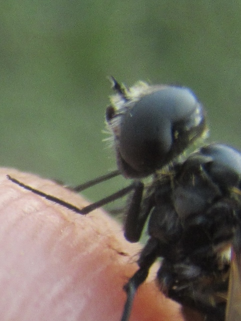 Lomatia sabaea - közönséges ördöglégy