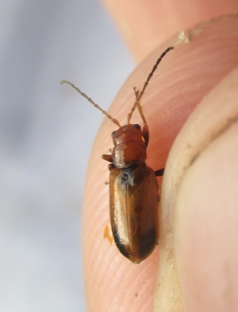 Phyllobrotica adusta - pusztai karcsú-olajosbogár