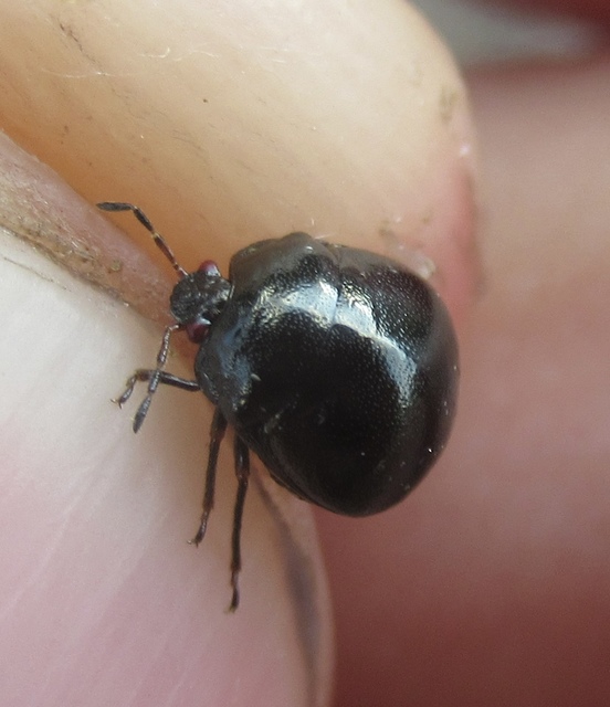 Coptosoma Coptosoma