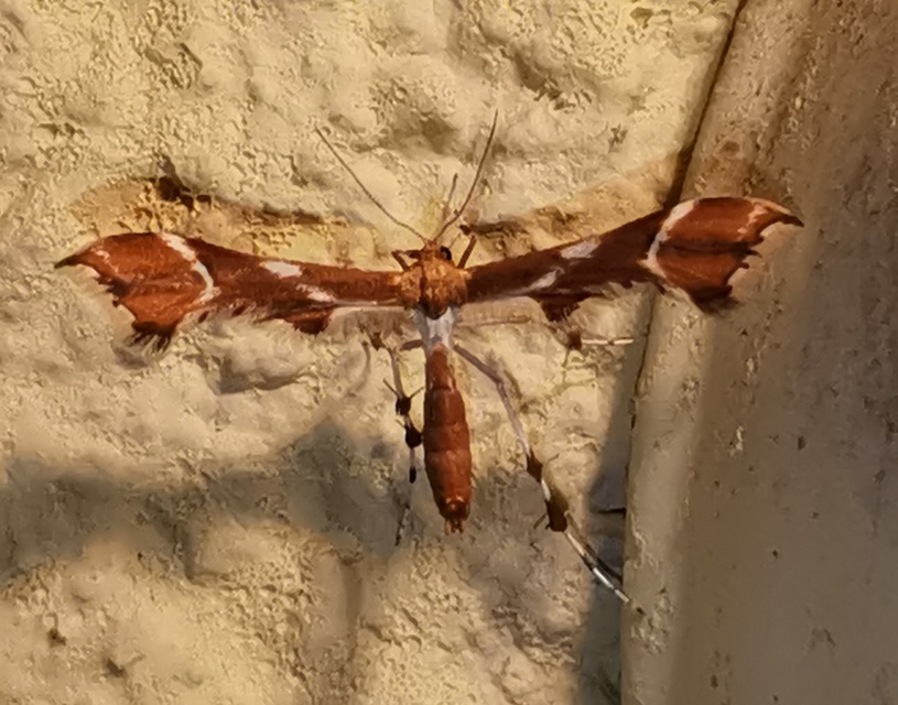 Cnaemidophorus rhododactyla - rózsabogyó-tollasmoly