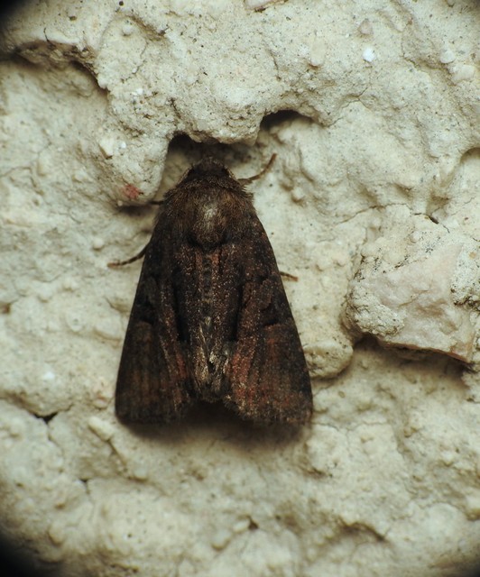 Oligia latruncula - fekete dudvabagoly