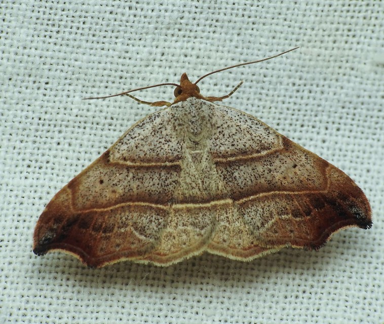 Laspeyria flexula - zuzmóbagoly