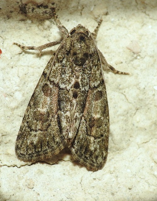 Cryphia fraudatricula - homoki zuzmóbagoly