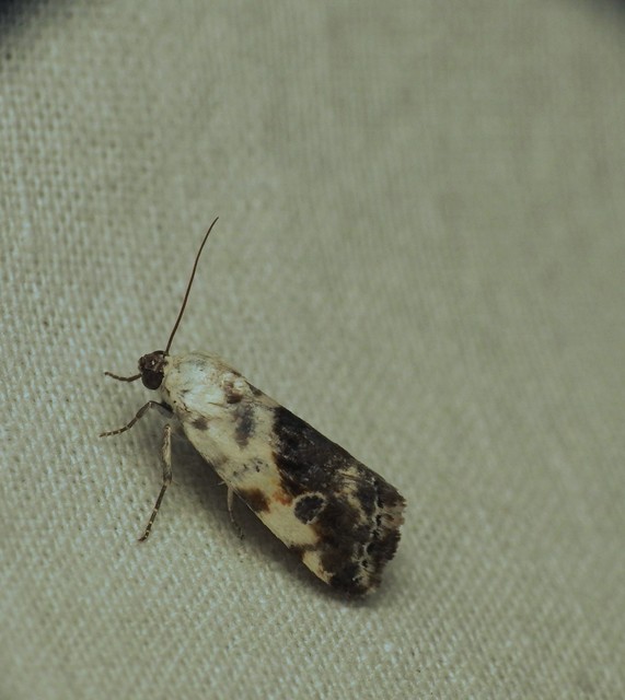 Ponometia candefacta - parlagfűbagoly