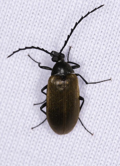 Pseudocistela ceramboides - narancssárga alkonybogár