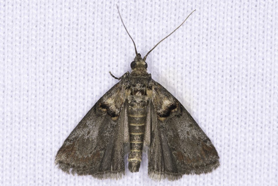 Trachonitis cristella - bokorrágó karcsúmoly