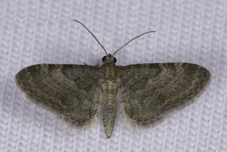 Eupithecia haworthiata - rozsdástestű törpearaszoló