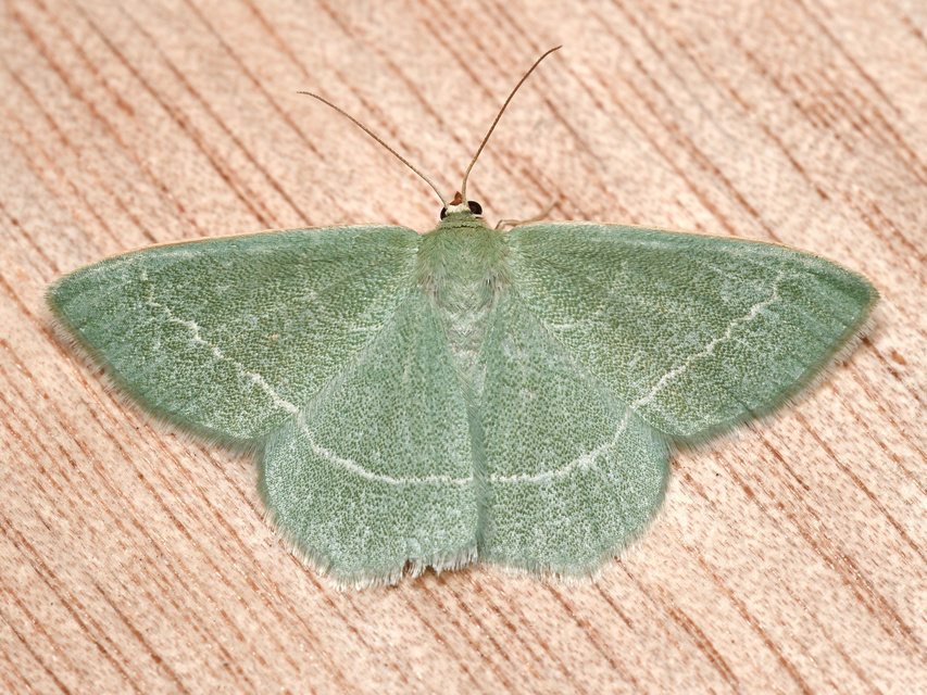 Chlorissa viridata - üdezöld araszoló