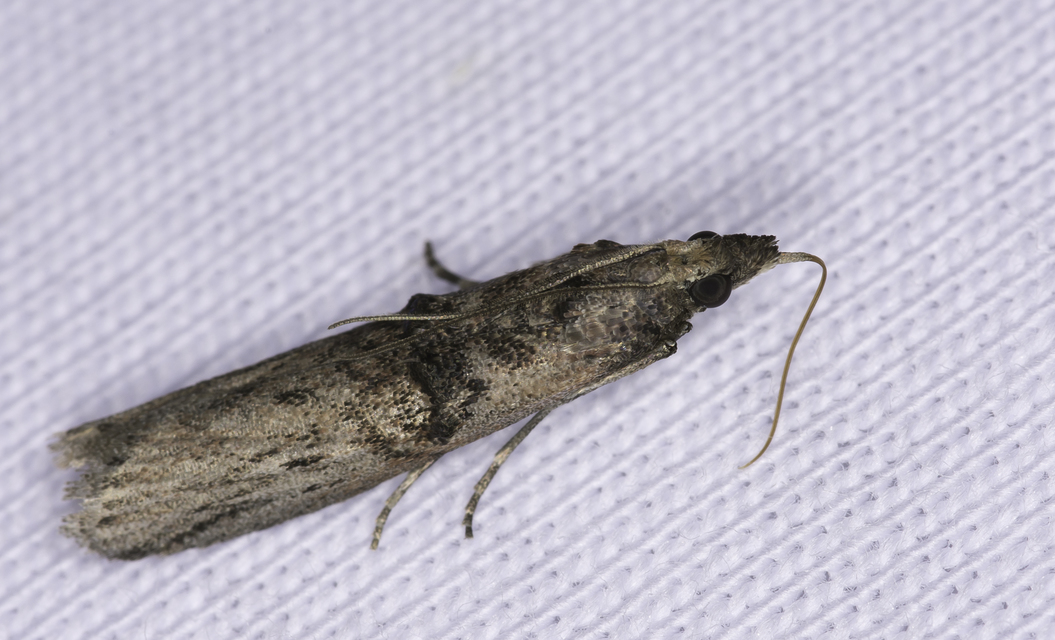 Nephopterix angustella - kecskerágó-karcsúmoly