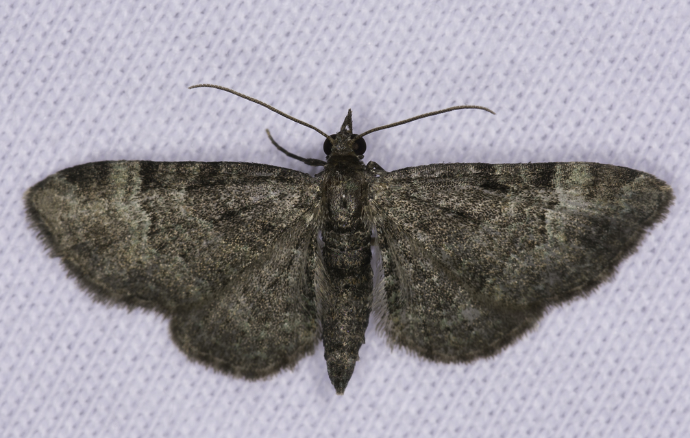 Pasiphila rectangulata - almavirág-araszoló