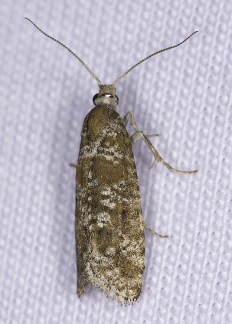 Rhyacionia pinivorana - tarka gyantamoly