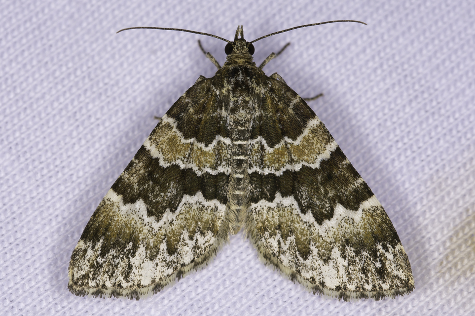 Electrophaes corylata - mogyoró-araszoló