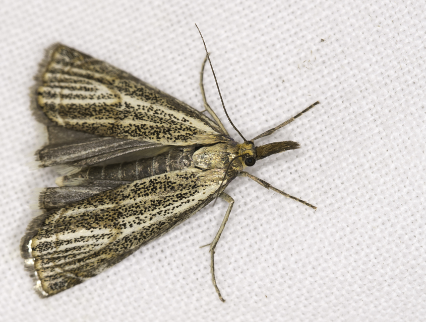 Thisanotia chrysonuchella - tavaszi fűgyökérmoly