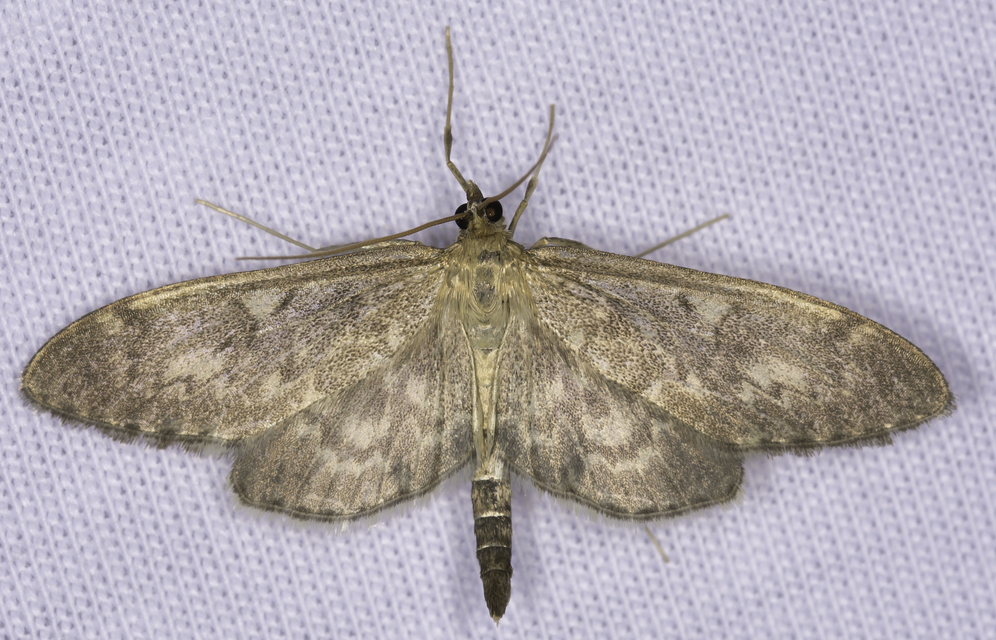Anania lancealis - hosszúszárnyú tűzmoly