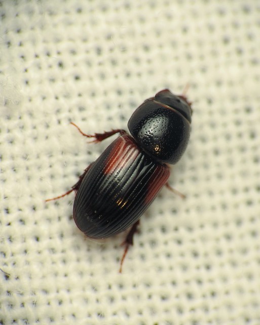 Aphodius varians - változékony trágyabogár