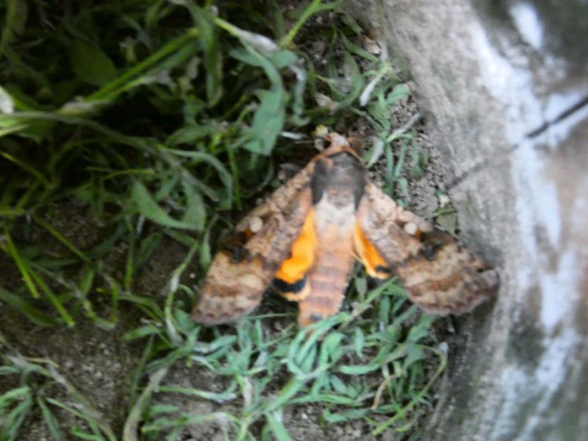 Noctua pronuba - nagy sárgafűbagoly