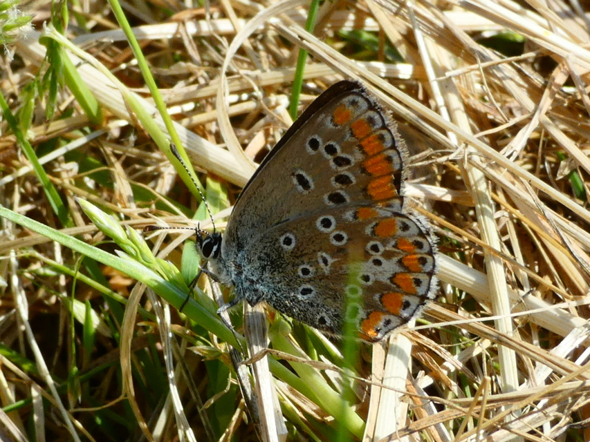 Aricia agestis - szerecsenboglárka