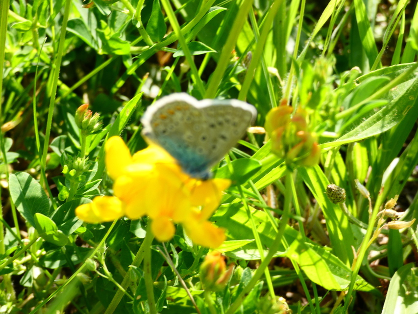 Polyommatus icarus - közönséges boglárka