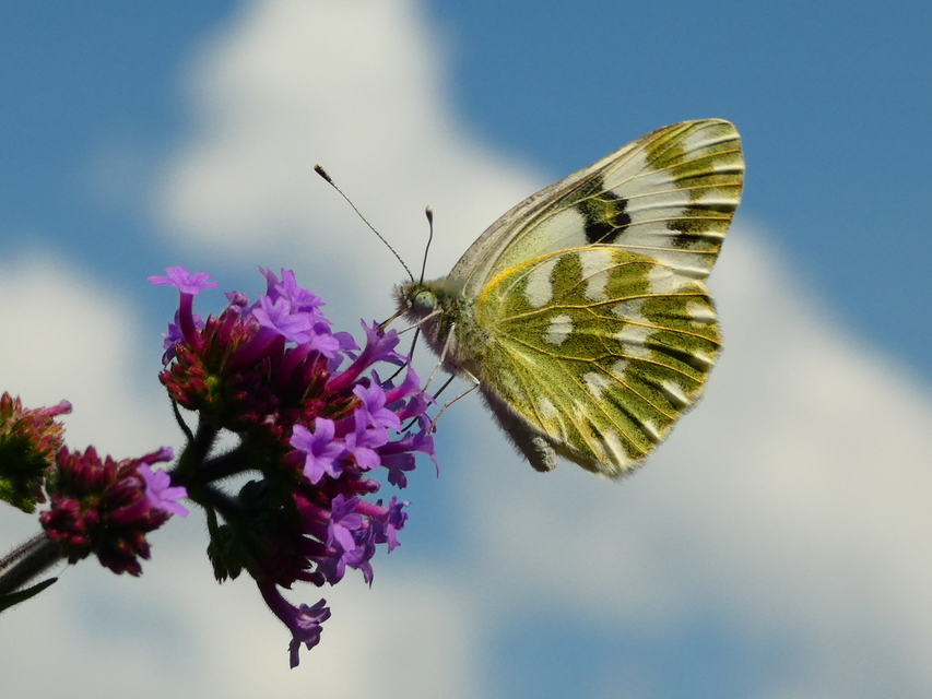 Pontia edusa - rezedalepke