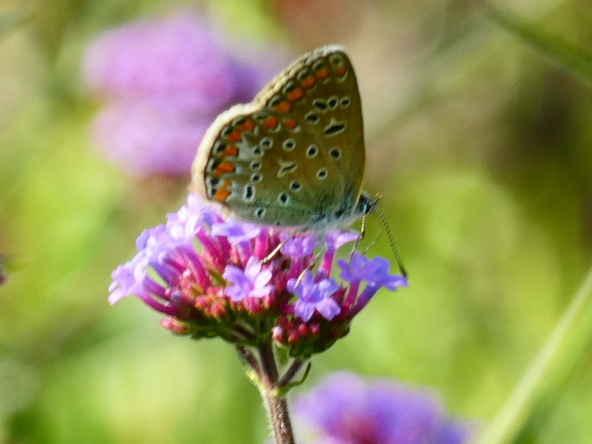 Polyommatus icarus - közönséges boglárka