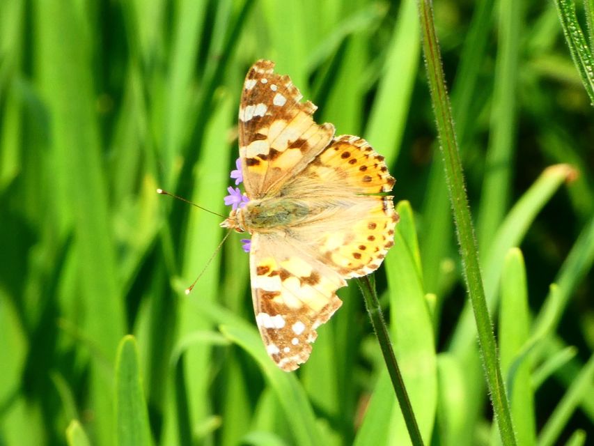 Vanessa cardui - bogáncslepke