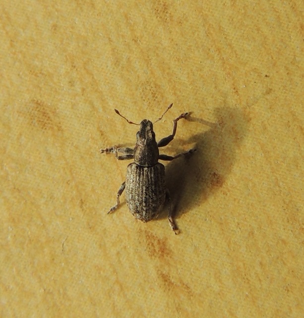 Curculionidae - ormányosbogár-félék Curculionidae - ormányosbogár-félék