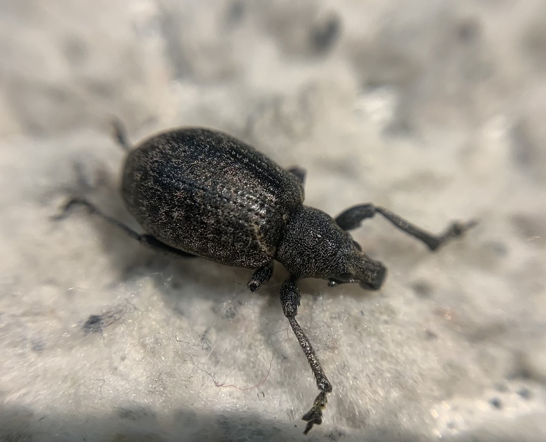 Liophloeus tessulatus - kockás barabolyormányos