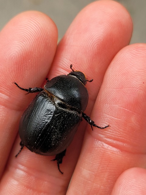 Pentodon idiota - butabogár