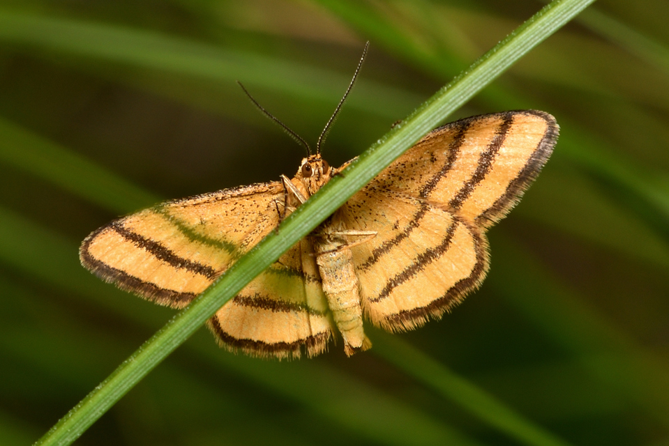Idaea aureolaria - aranyos sávosaraszoló