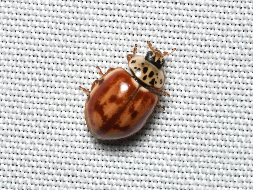 Harmonia quadripunctata - négypettyes katica