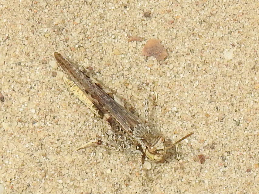 Acrotylus insubricus - önbeásósáska