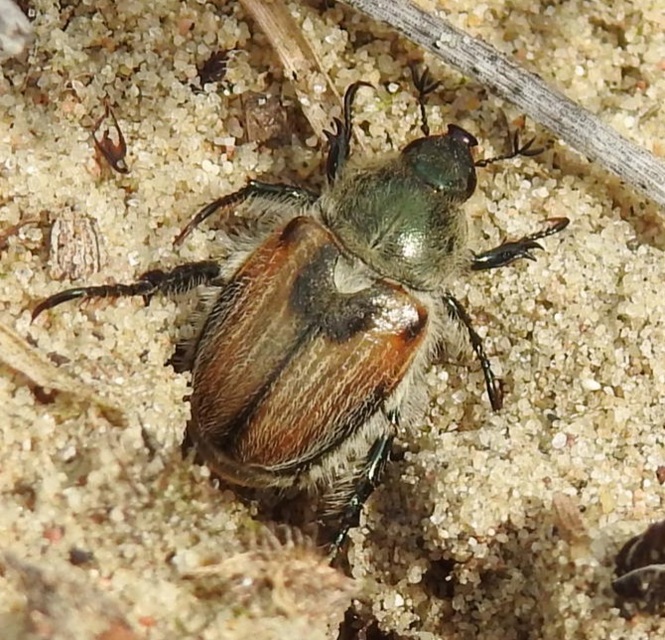 Chaetopteroplia segetum - rozsszipoly