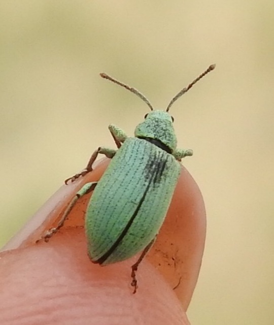 Phyllobius virideaeris - halványzöld levélormányos