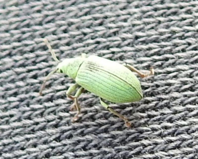 Phyllobius virideaeris - halványzöld levélormányos
