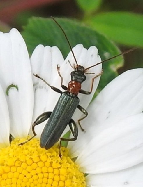 Oedemera croceicollis - pirostorú álcincér